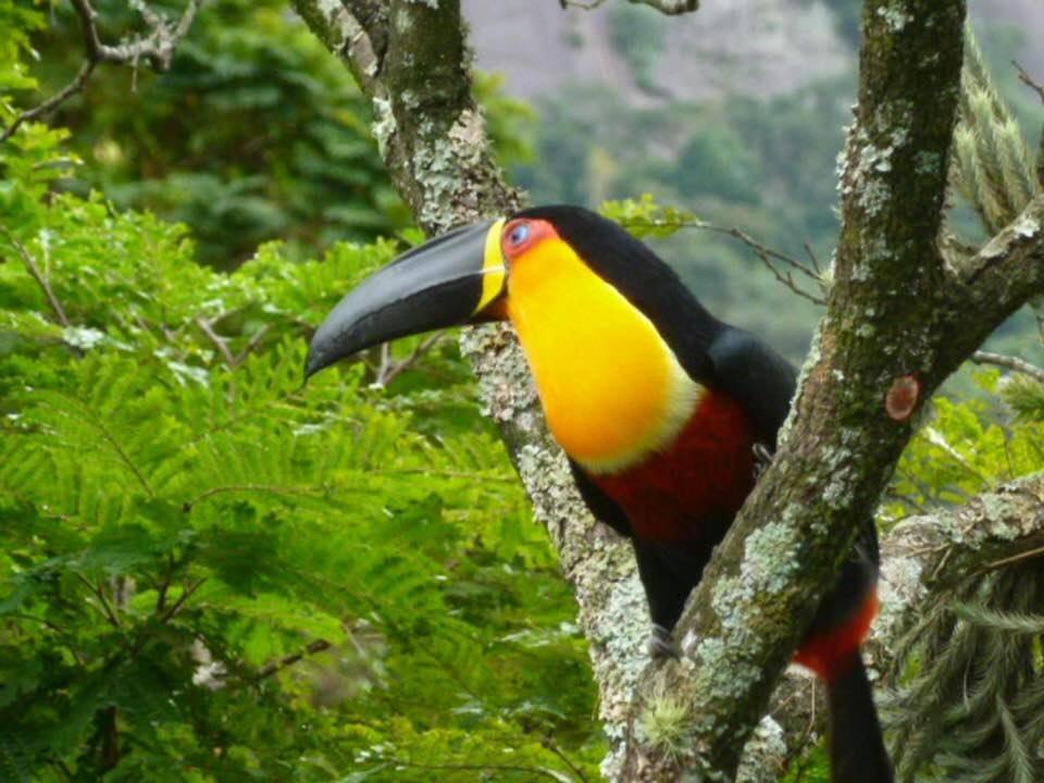 Vale 1 * Rio de Janeiro